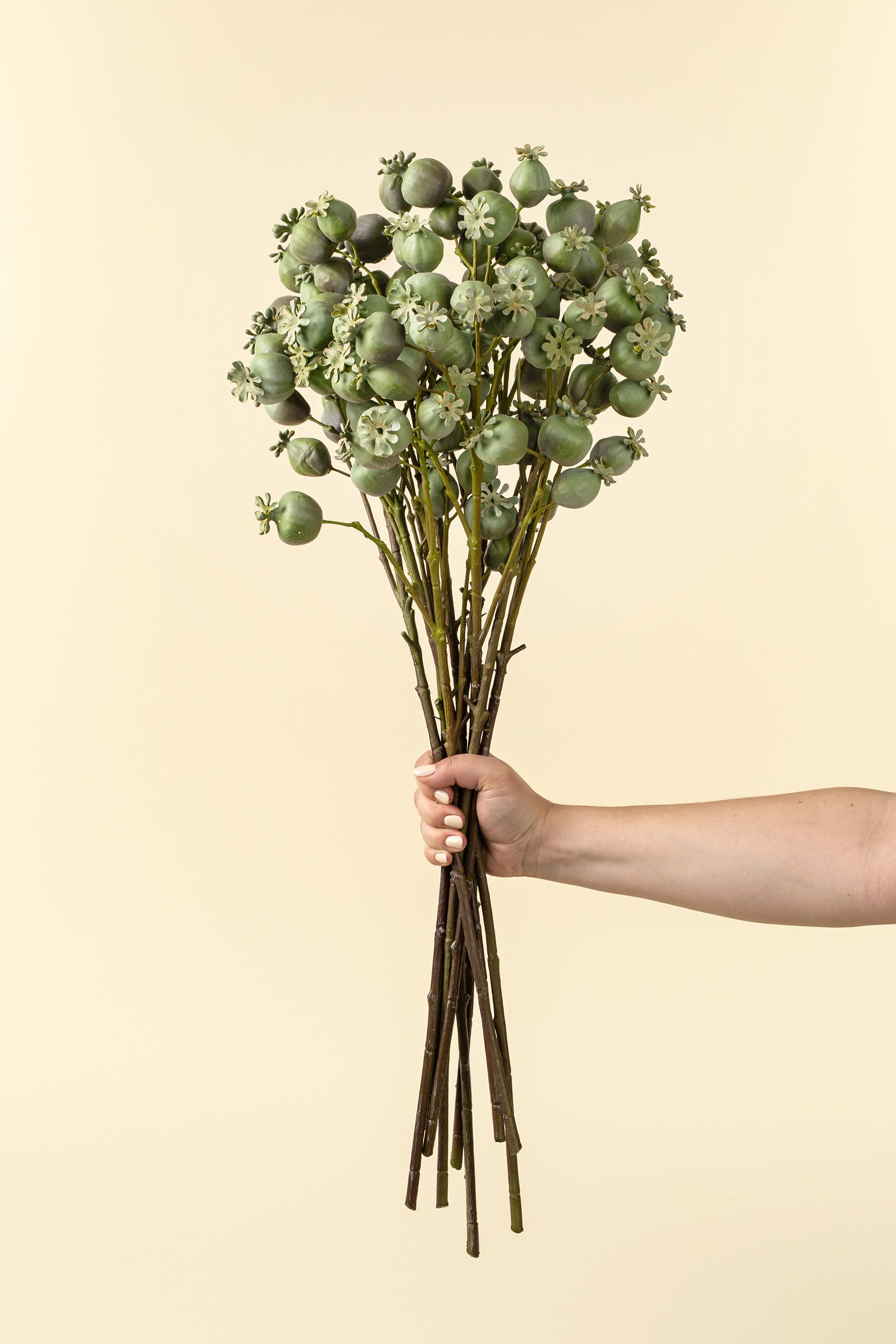 Poppy Pod Branch