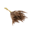 Mini Pampas Grass Bundle, Brown