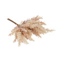 Pampas Grass Bundle, Blush