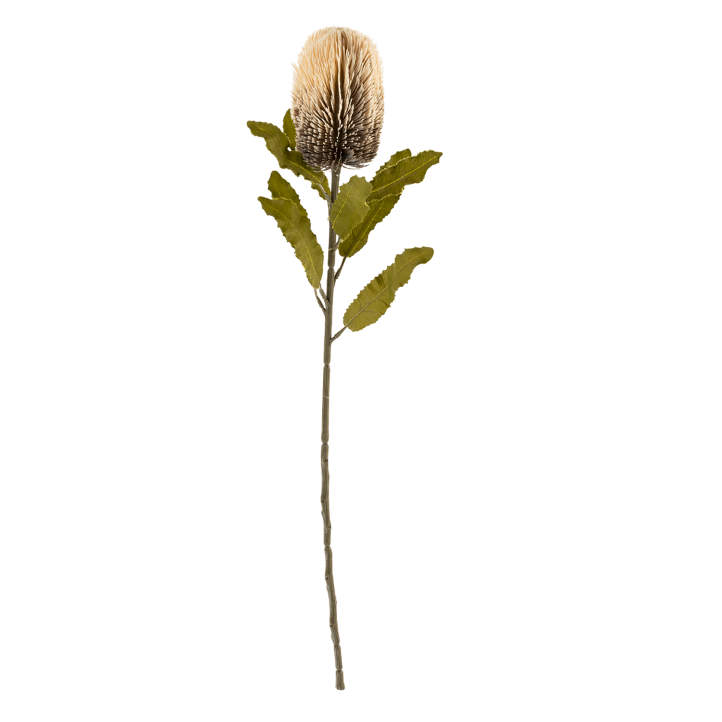 Banksia Floral Stem Cream