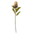 Banksia Floral Stem Cream