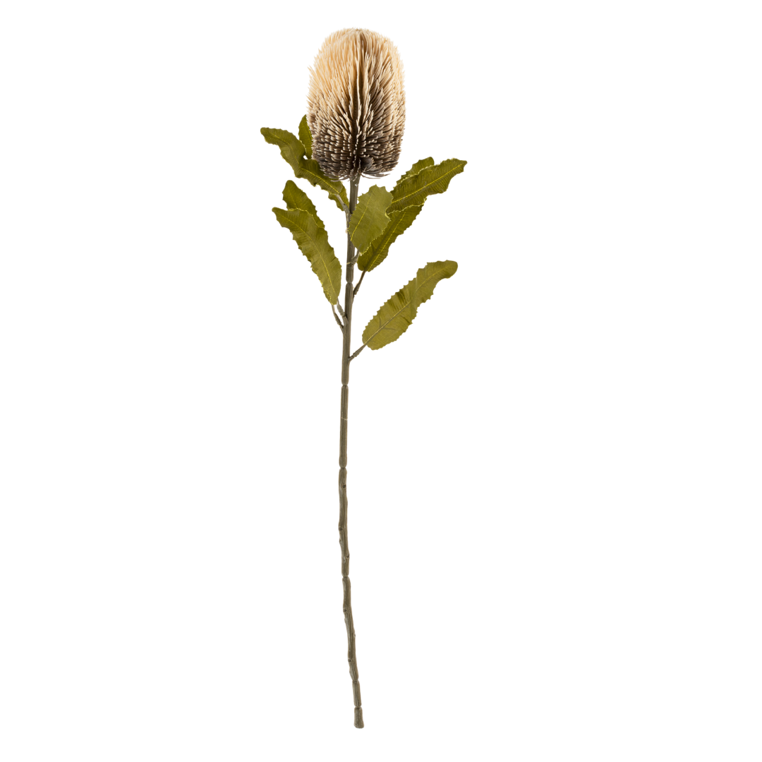 Banksia Floral Stem Cream