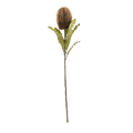 Banksia Floral Stem Brown