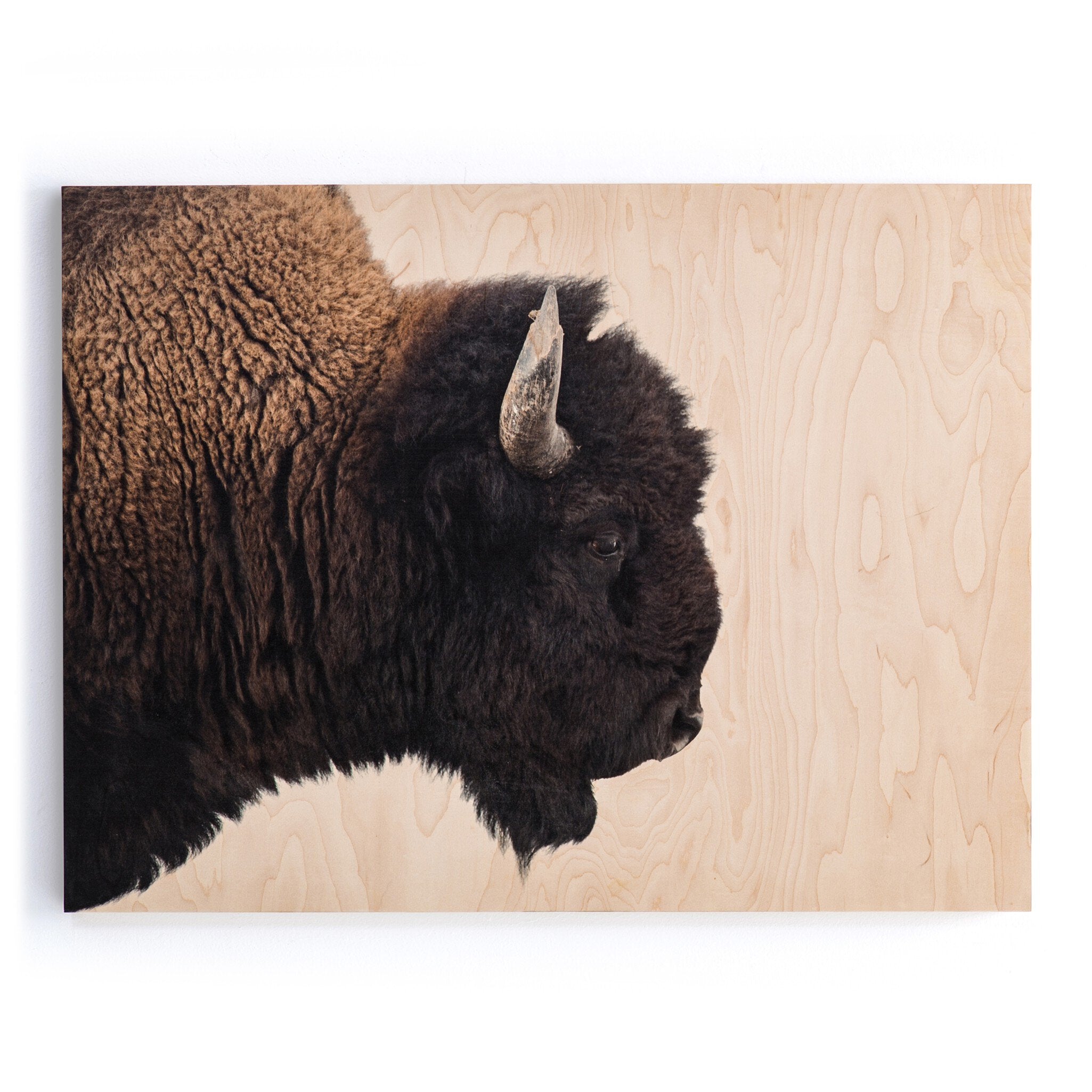 American Bison by Getty Images - Maple Box