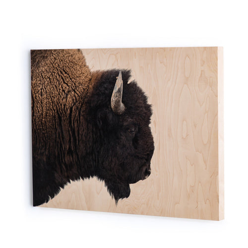 American Bison by Getty Images - Maple Box