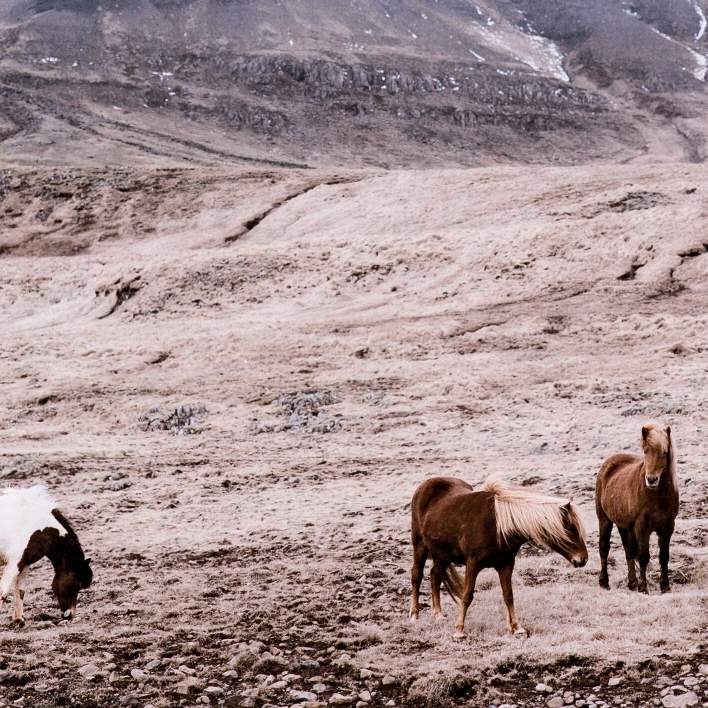 Wild Horses - Walnut 2.5