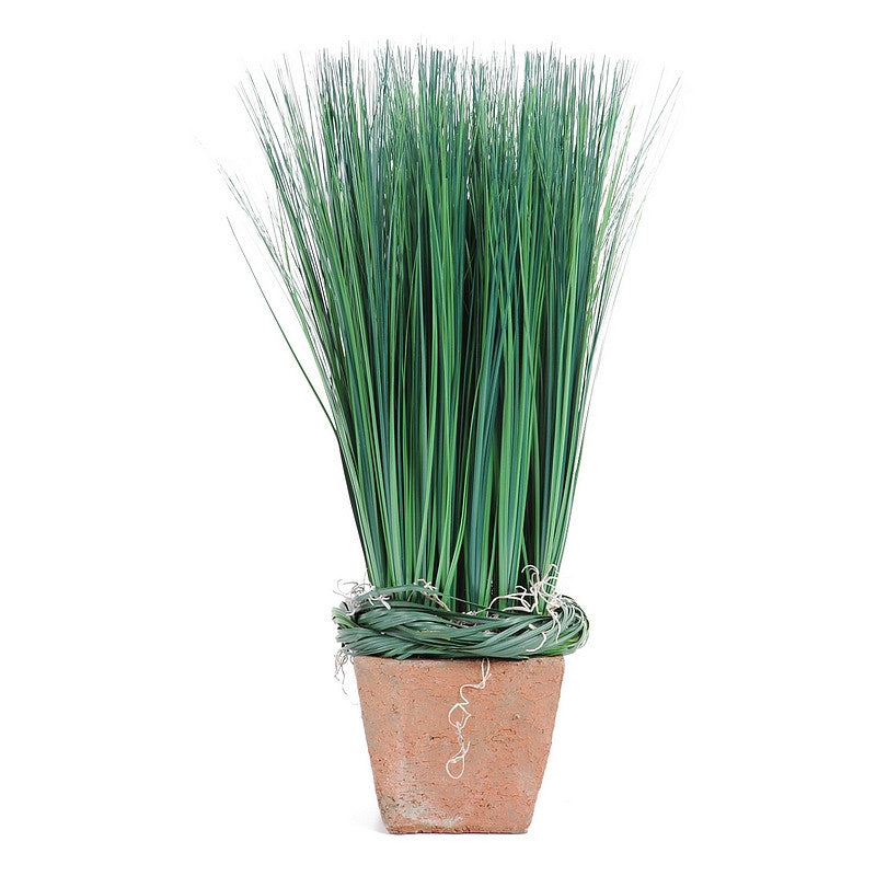 Onion Grass in Terra Cotta Pot Green