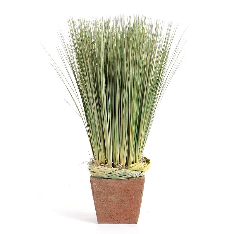 Onion Grass in Terra Cotta Pot Natural