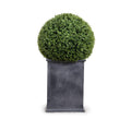 Boxwood Ball in Column Planter w/ Lip 22"
