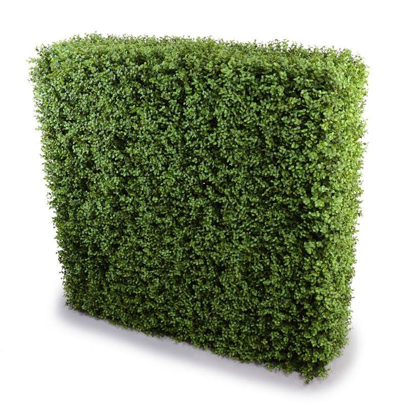 Boxwood Hedge 44.5"W x 42"H