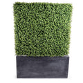 Boxwood Hedge in Planter 62"H Gray Planter / Standard