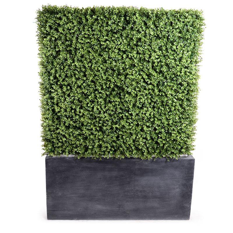 Boxwood Hedge in Planter 62"H Gray Planter / Standard