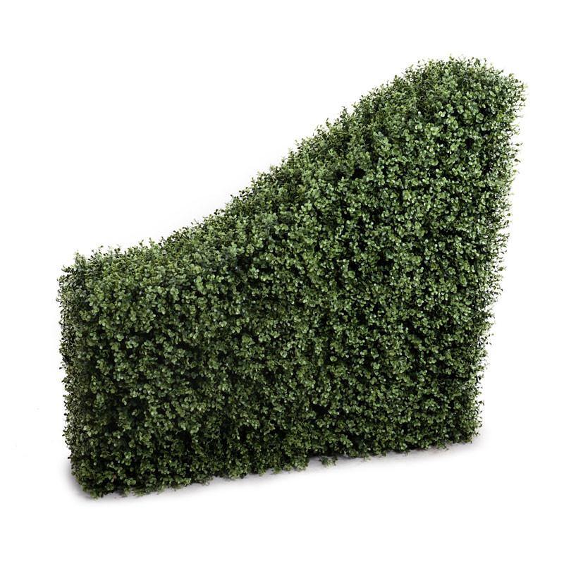 Boxwood Transition Hedge 42"W