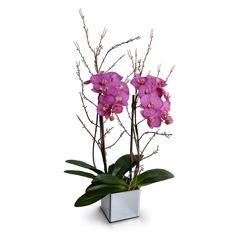 Phalaenopsis Orchid x2 w/Willow in Mirror Cube 36"H Fuchsia