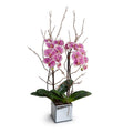 Phalaenopsis Orchid x2 w/Willow in Mirror Cube 36"H Fuchsia Cream