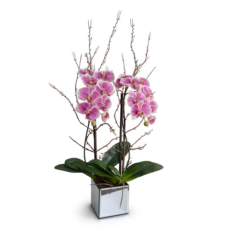 Phalaenopsis Orchid x2 w/Willow in Mirror Cube 36"H Fuchsia Cream