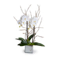 Phalaenopsis Orchid x2 w/Willow in Mirror Cube 36"H White