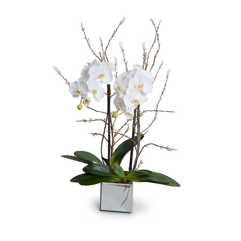 Phalaenopsis Orchid x2 w/Willow in Mirror Cube 36"H White