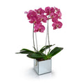 Phalaenopsis Orchid x2 in Mirror Vase 26"H
