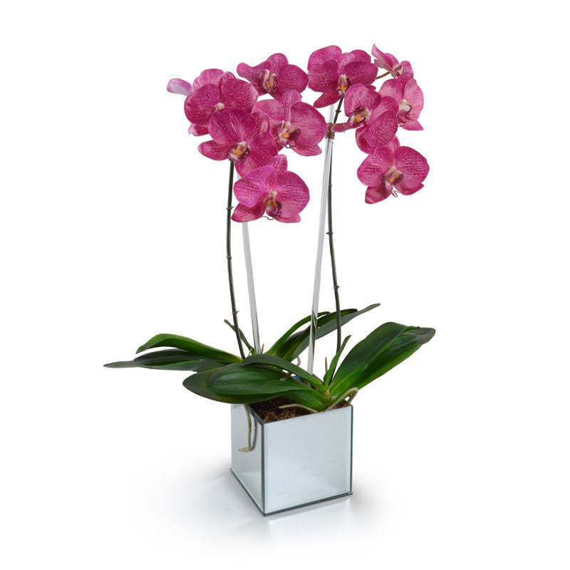 Phalaenopsis Orchid x2 in Mirror Vase 26"H