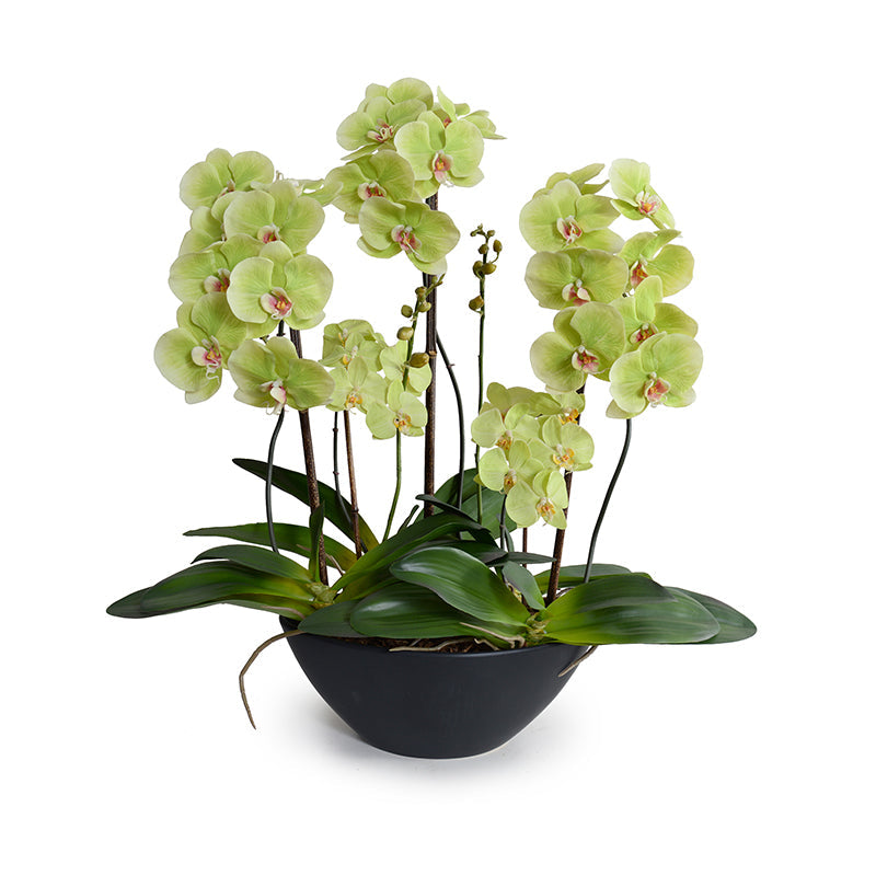 Phalaenopsis Orchid x5 Orchid in Porcelain 28"H