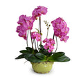 Phalaenopsis Orchid x5 in Glazed Bowl -Fuchsia Green glazed