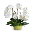 Phalaenopsis Orchid x5 in Glazed Bowl -White Lime green