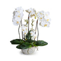 Phalaenopsis Orchid x5 in Glazed Bowl -White White