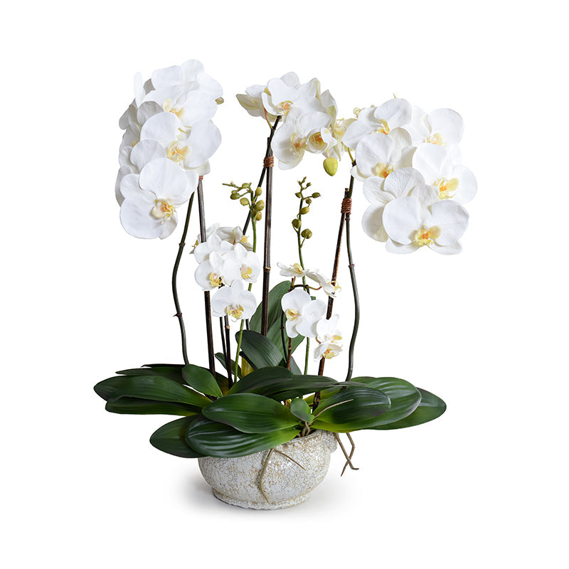 Phalaenopsis Orchid x5 in Glazed Bowl -White White