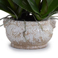 Phalaenopsis Orchid x5 in Glazed Bowl -Fuchsia White glazed