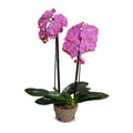 Phalaenopsis Orchid x2 in Terracotta 30"H Fuchsia