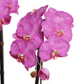 Phalaenopsis Orchid x2 in Porcelain Bowl 28"H Metallic Black / Fuchsia