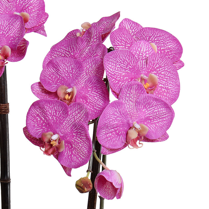 Phalaenopsis Orchid x2 in Porcelain Bowl 28"H White / Fuchsia