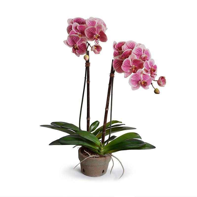 Phalaenopsis Orchid x2 in Terracotta 30"H Fuchsia Cream