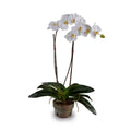 Phalaenopsis Orchid x2 in Terracotta 30"H White