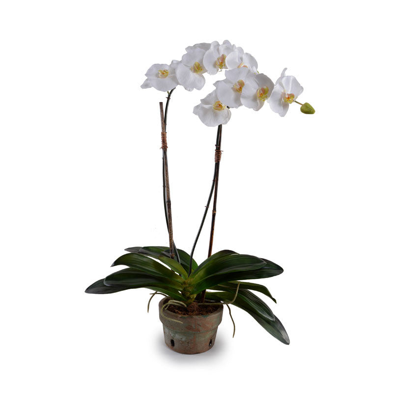 Phalaenopsis Orchid x2 in Terracotta 30"H White