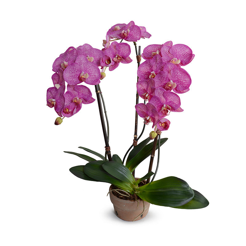 Phalaenopsis Orchid x3 in Terracotta 28"H Fuchsia