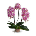 Phalaenopsis Orchid x3 in Terracotta 28"H Fuchsia Cream