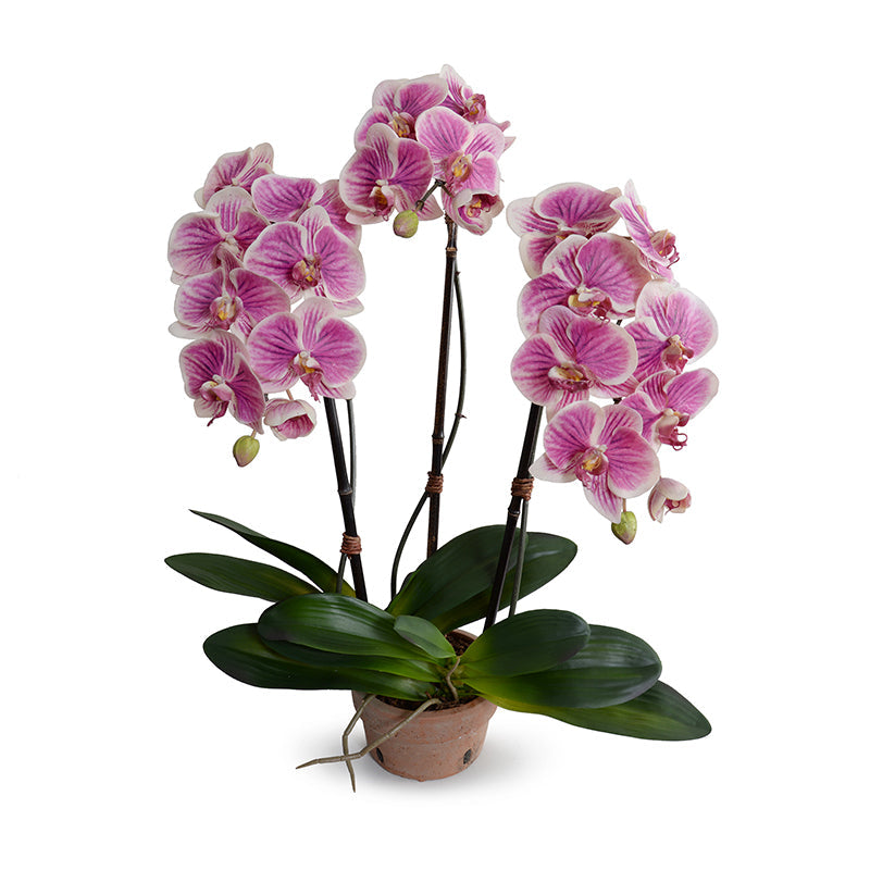 Phalaenopsis Orchid x3 in Terracotta 28"H Fuchsia Cream