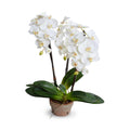 Phalaenopsis Orchid x3 in Terracotta 28"H White