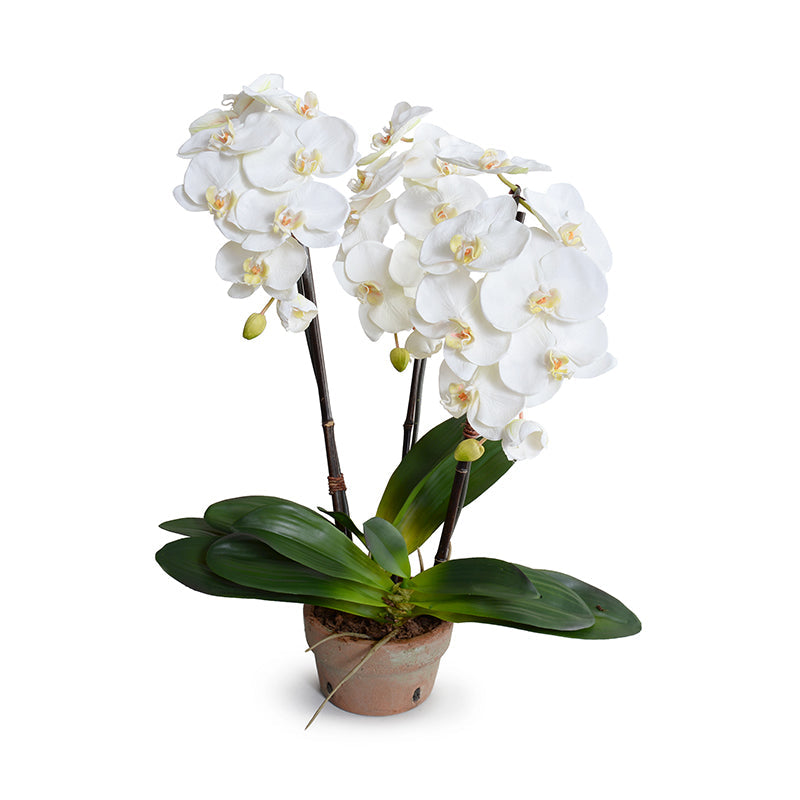 Phalaenopsis Orchid x3 in Terracotta 28"H White