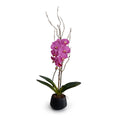Phalaenopsis Orchid x1 w/Willow in Black Porcelain 36"H Fuchsia