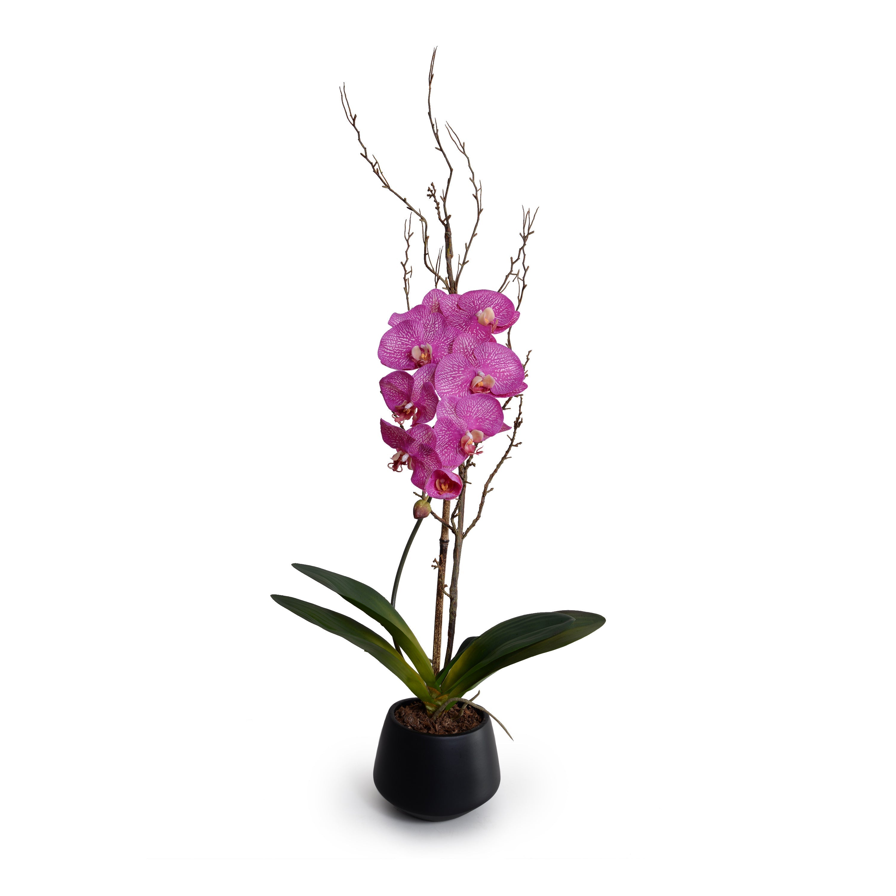 Phalaenopsis Orchid x1 w/Willow in Black Porcelain 36"H Fuchsia