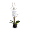 Phalaenopsis Orchid x1 w/Willow in Black Porcelain 36"H White