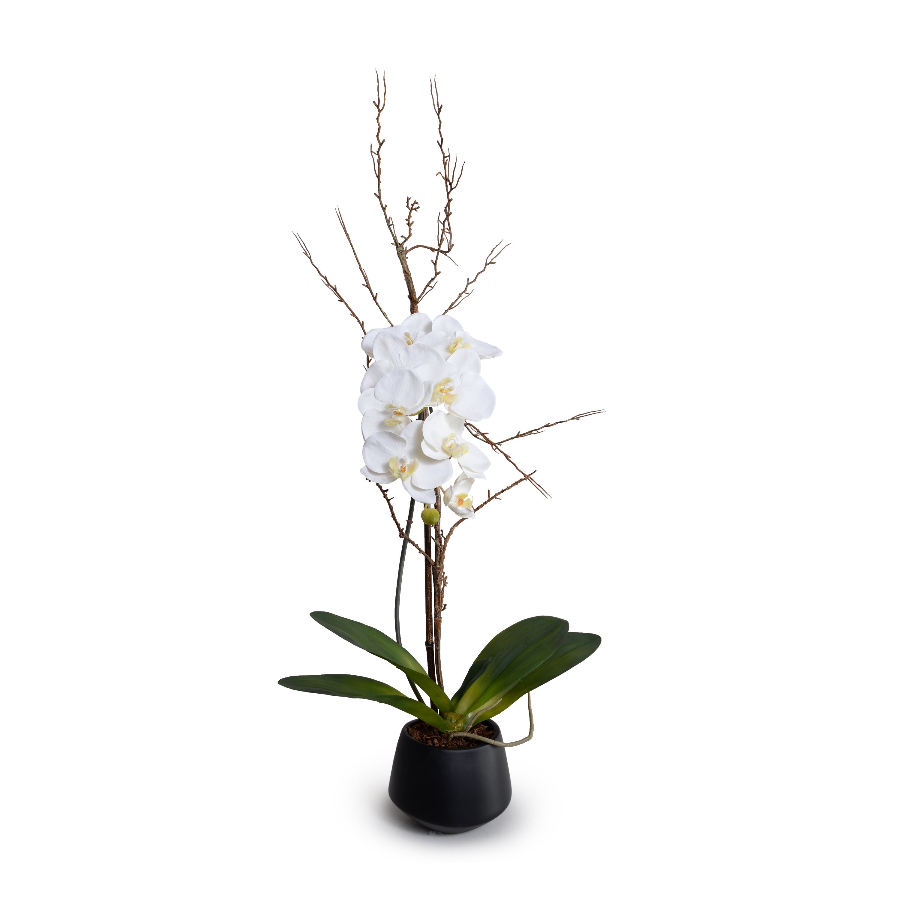 Phalaenopsis Orchid x1 w/Willow in Black Porcelain 36"H White