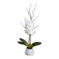 Phalaenopsis Orchid x1 w/Willow in White Porcelain 36"H