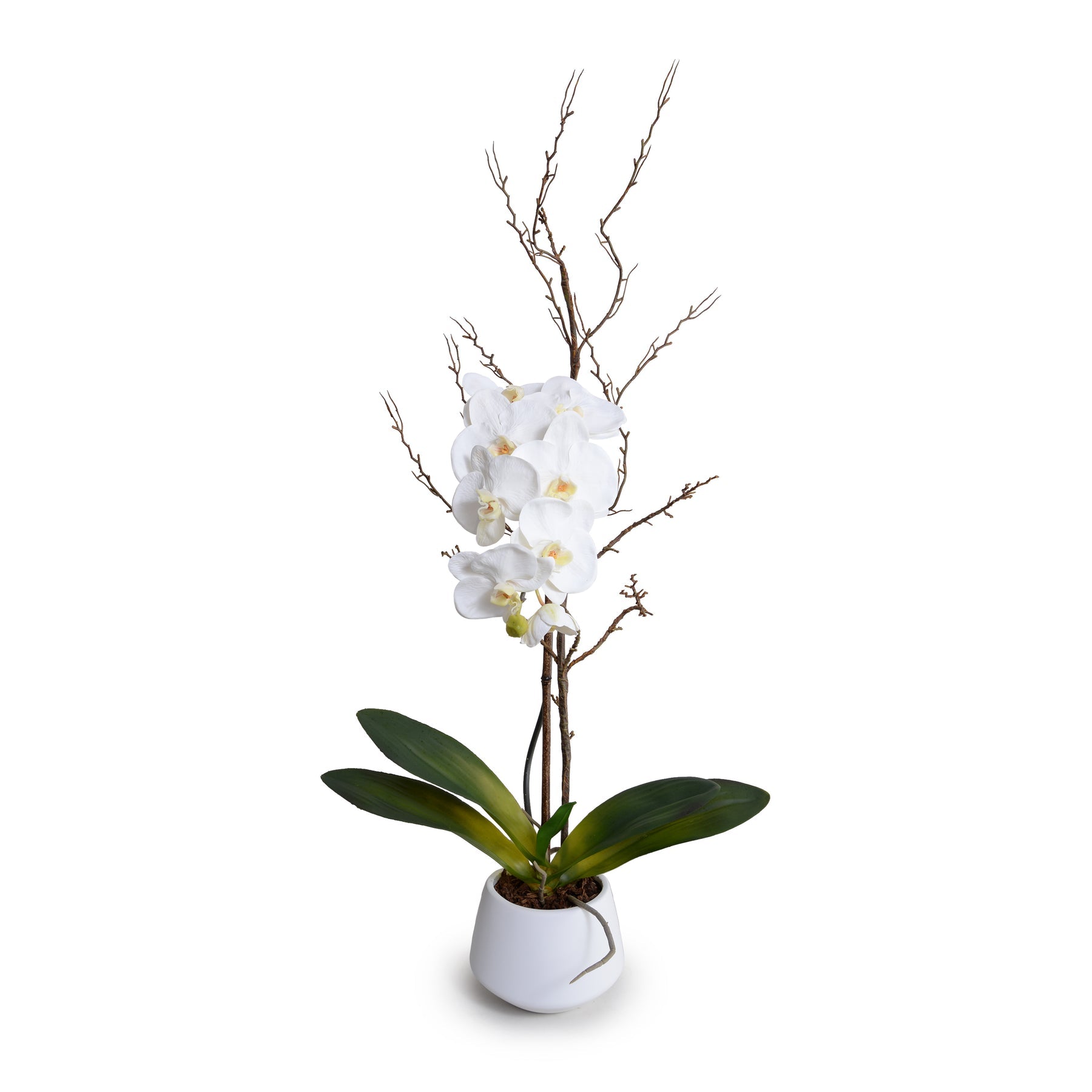 Phalaenopsis Orchid x1 w/Willow in White Porcelain 36"H