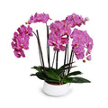Phalaenopsis Orchid x5 in White Porcelain Bowl 30"H Fuchsia