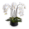 Phalaenopsis Orchid x5 in Black Porcelain Bowl 30"H