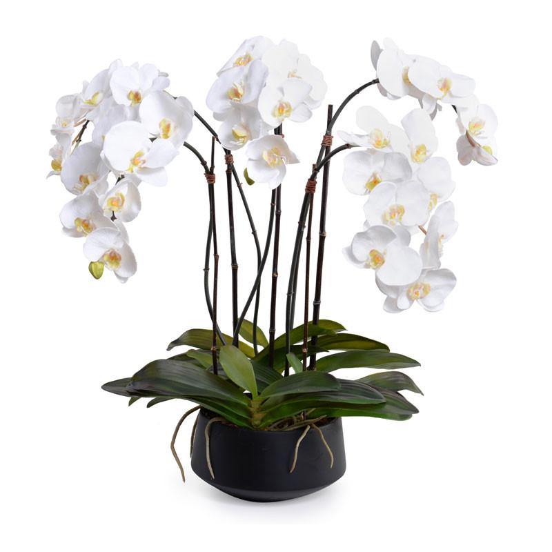 Phalaenopsis Orchid x5 in Black Porcelain Bowl 30"H